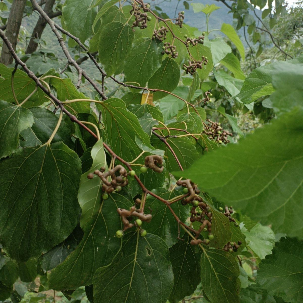 拐枣新鲜现摘水果万寿果鸡爪梨野生拐枣陕南旬阳特产