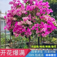 棒棒糖三角梅粗杆原生老桩高杆勤花爬藤植物四季开花庭院耐寒好养