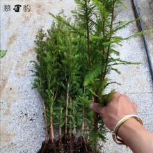 水杉树苗裸根苗水培水杉盆景/落羽杉盆景种植鱼缸造景