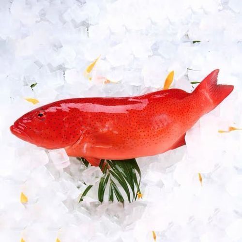 冰鲜东星斑1-2.5斤/条海南新鲜活冻石斑鱼生冻深海鱼燕尾斑红星斑