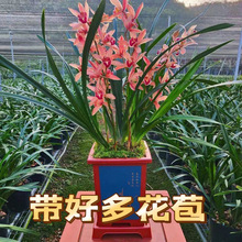 兰花苗浓香带花苞浓香型室内外耐寒好养懒人兰花卉绿植物四季开花
