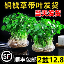 带叶铜钱草水培植物办公室内盆栽客厅桌面绿植花卉趣味水培金钱草