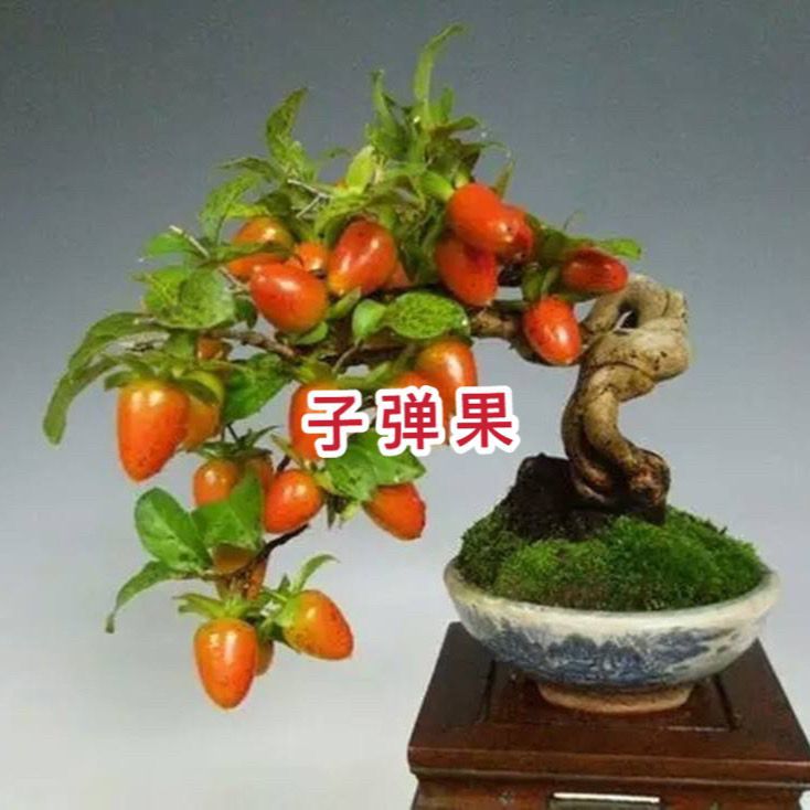 金弹子血红果小苗小微型盆景造型苗金蛋子葫芦果带土发货
