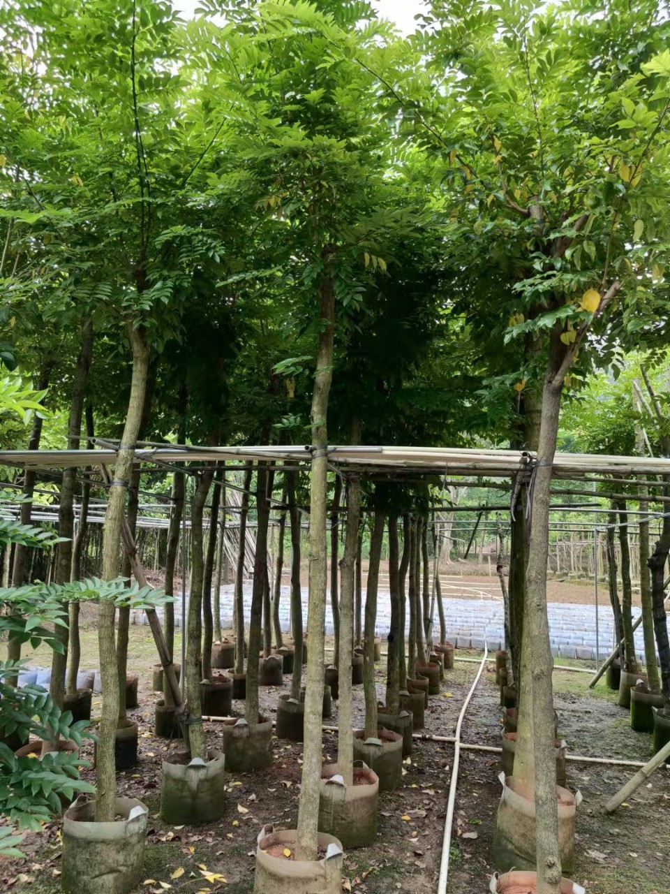 广东揭阳普宁正宗海南黄花梨名贵树花梨木降香黄檀树假植袋装树苗