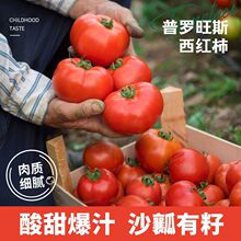 自然熟西红柿海阳普罗旺斯沙瓤新鲜孕妇水果生吃柿愿奋斗柿5斤