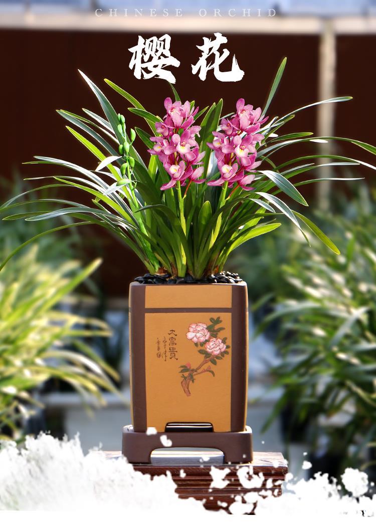 苗现带花苞大花蕙兰中国龙浓香红花好养室内花卉植物盆栽