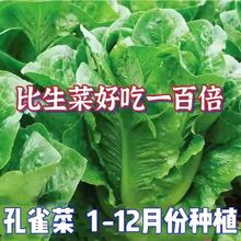 孔雀菜种子 罗马直立生菜种子四季沙拉菜种籽 耐寒阳台盆栽蔬菜