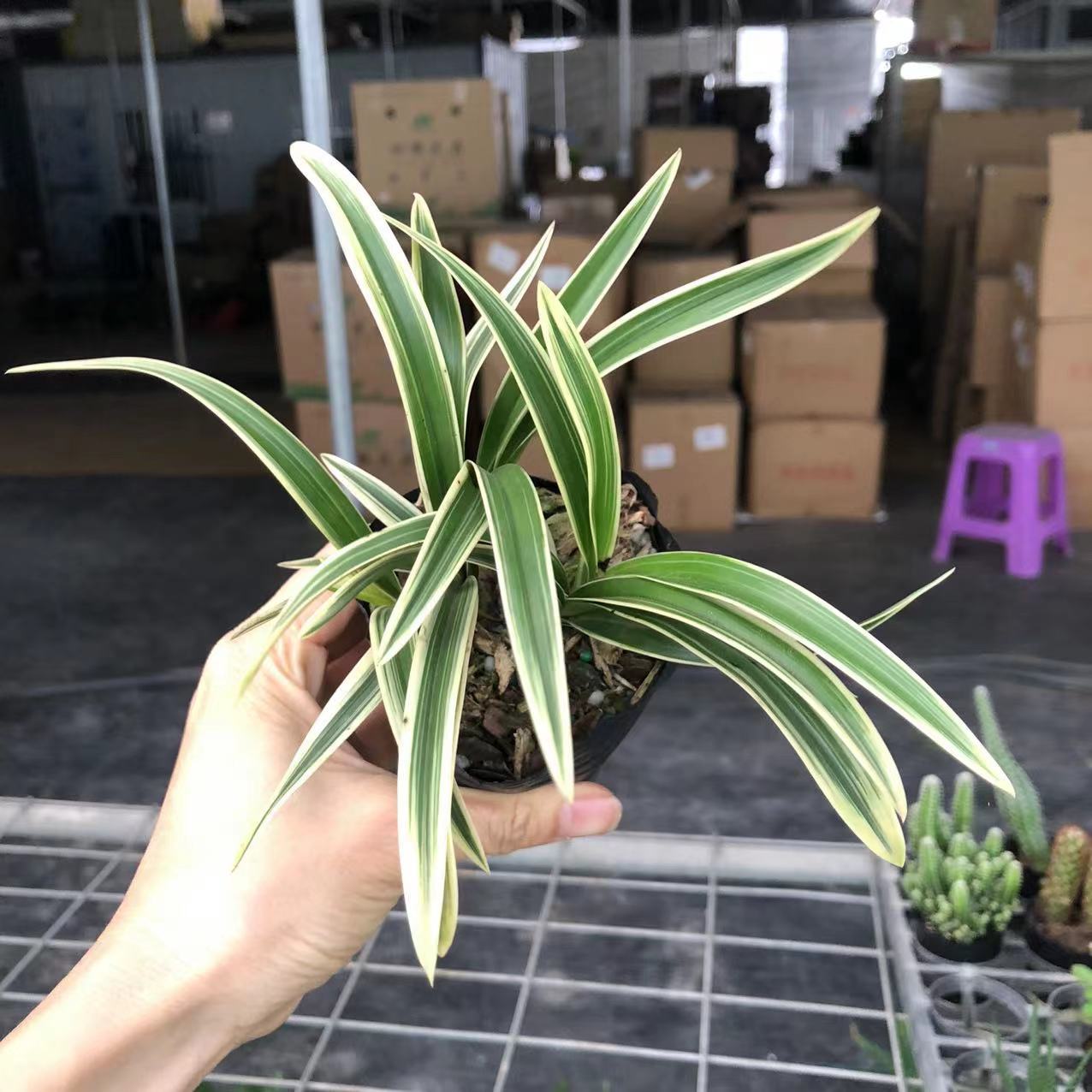 兰花绿植盆栽四季兰室内好养花卉净化空气帝迷你小银龙兰花植物