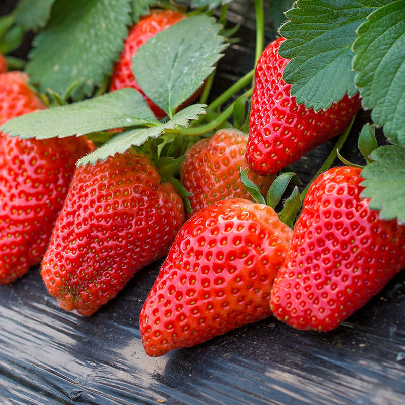 牛奶新鲜水果草莓-牛奶新鲜水果草莓厂家,品牌,图片,热帖-阿里巴巴