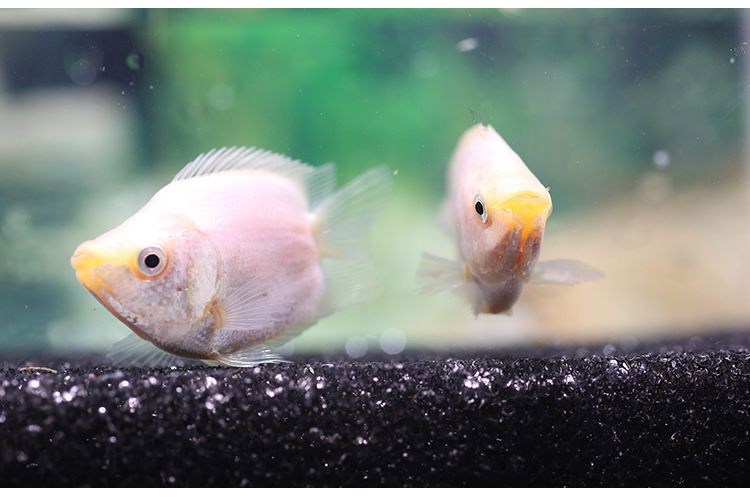 接吻鱼亲嘴鱼彩接吻热带鱼活体鱼水族观赏鱼活体宠物鱼包活对对鱼