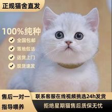 纯种英国短毛猫银点渐层蓝眼渐层幼猫活体猫咪折耳猫宠物猫银渐层