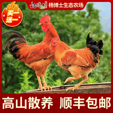 【买1送1】杨博士高山散养土鸡仔公鸡童子鸡|净重650g-900g