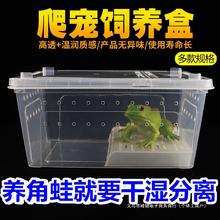 角蛙饲养箱爬宠两栖盒小乌龟缸带晒台蝾螈干湿分离人渣盒饲养盒