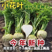 【新种上市】小花叶芥菜种子小花樱芥菜种子介菜种子碎叶大头菜籽