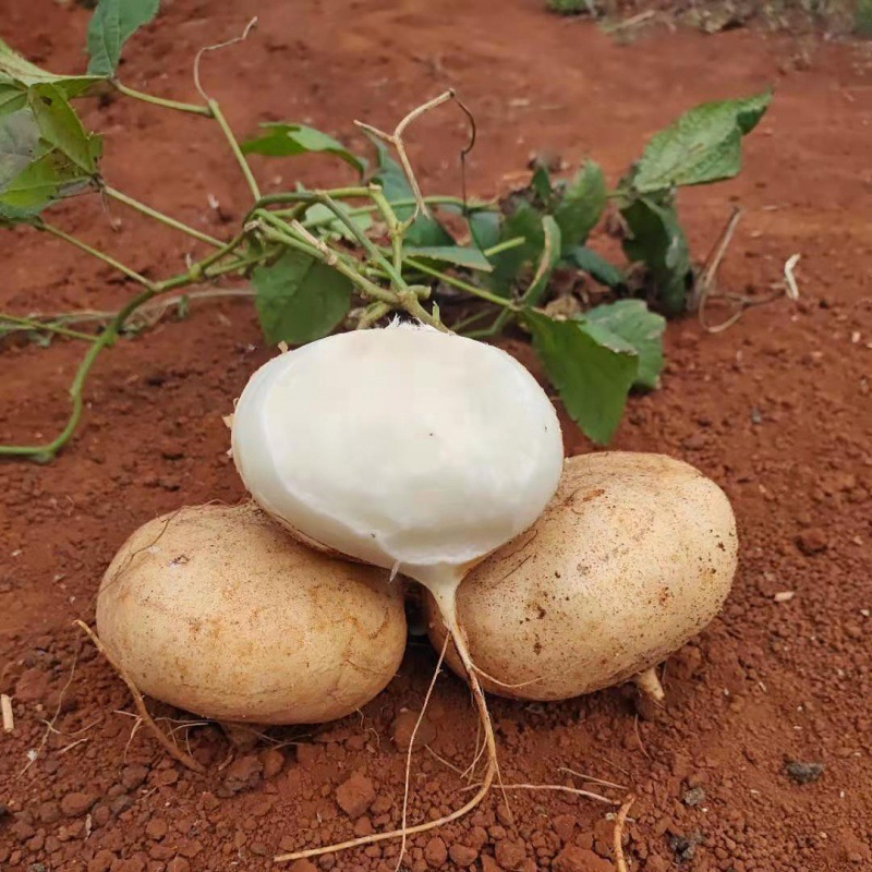 广西新鲜凉薯地瓜沙葛现挖地萝卜农家自种白地瓜土瓜应季水果