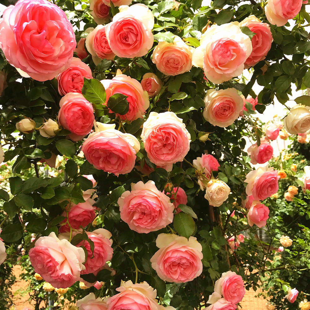 花盆容器蔷薇花苗藤本月季大花浓香庭院花卉盆栽阳台玫瑰爬墙四季