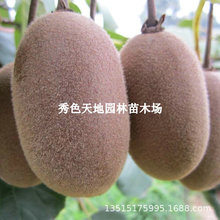 嫁接亚特猕猴桃树果苗绿心哑特奇异果猕猴桃苗果树南北方盆栽地栽