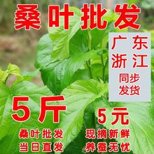 新鲜桑叶蚕宝宝鲜嫩小蚕大蚕养桑蚕食物现摘包邮大桑树叶学生套装