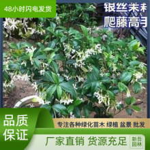 双色茉莉银丝茉莉花芳香花卉虎头茉莉白茉莉盆栽虎头茉莉绿植盆栽