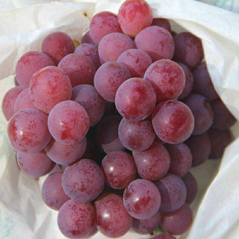 新鲜水果提子-新鲜水果提子厂家,品牌,图片,热帖-阿里巴巴