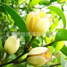 深山含笑树种子 乐昌含笑醉香含笑行道庭院绿化木浓香花卉植物籽