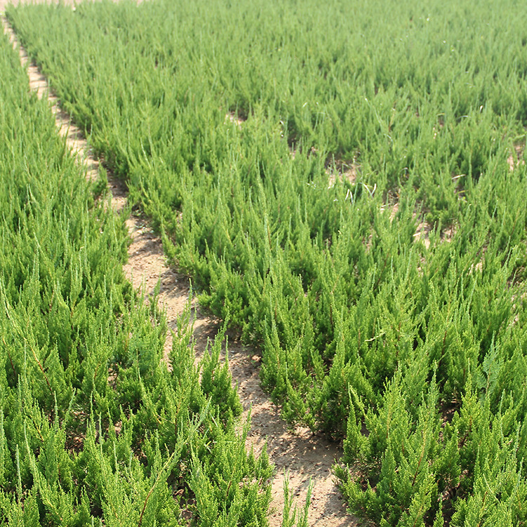 龙柏绿篱批发 龙柏球耐寒常青龙柏树苗种植成活好 绿化灌木龙柏