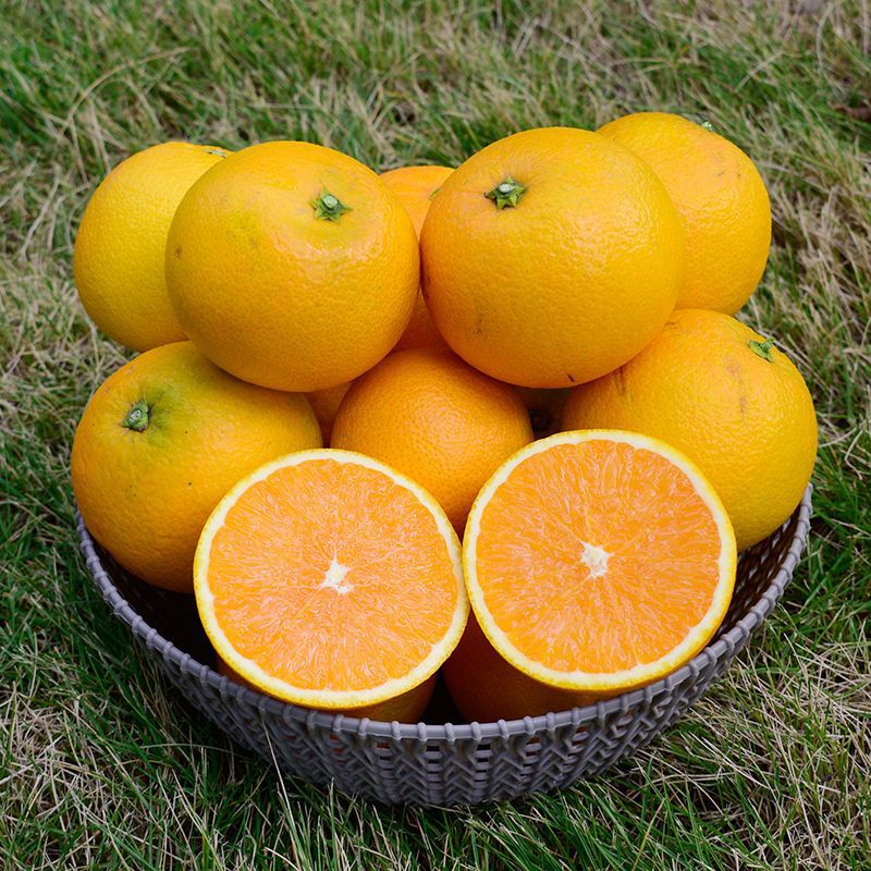 现摘高山脐橙夏橙非赣南冰糖橙新鲜当季水果10斤5斤3斤2斤装-阿里巴巴