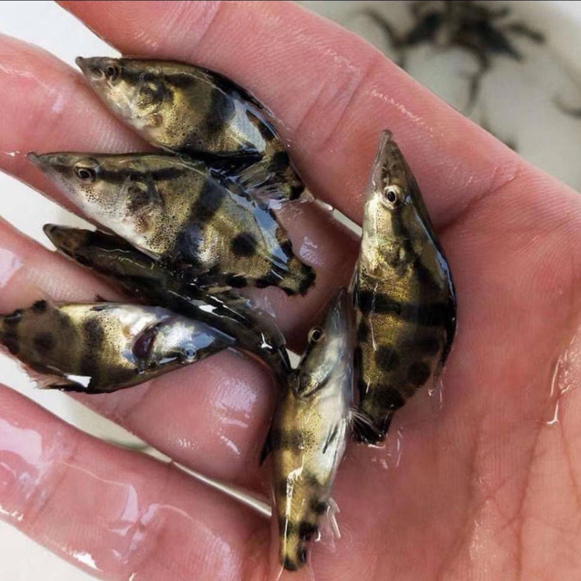 桂鱼苗二两淡水观赏鱼鳜鱼苗10公分冷水宠物溪流鱼桂花鱼苗批发