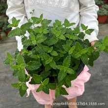 薄荷盆栽 草莓薄荷 香草植物 芳香料理 可食用