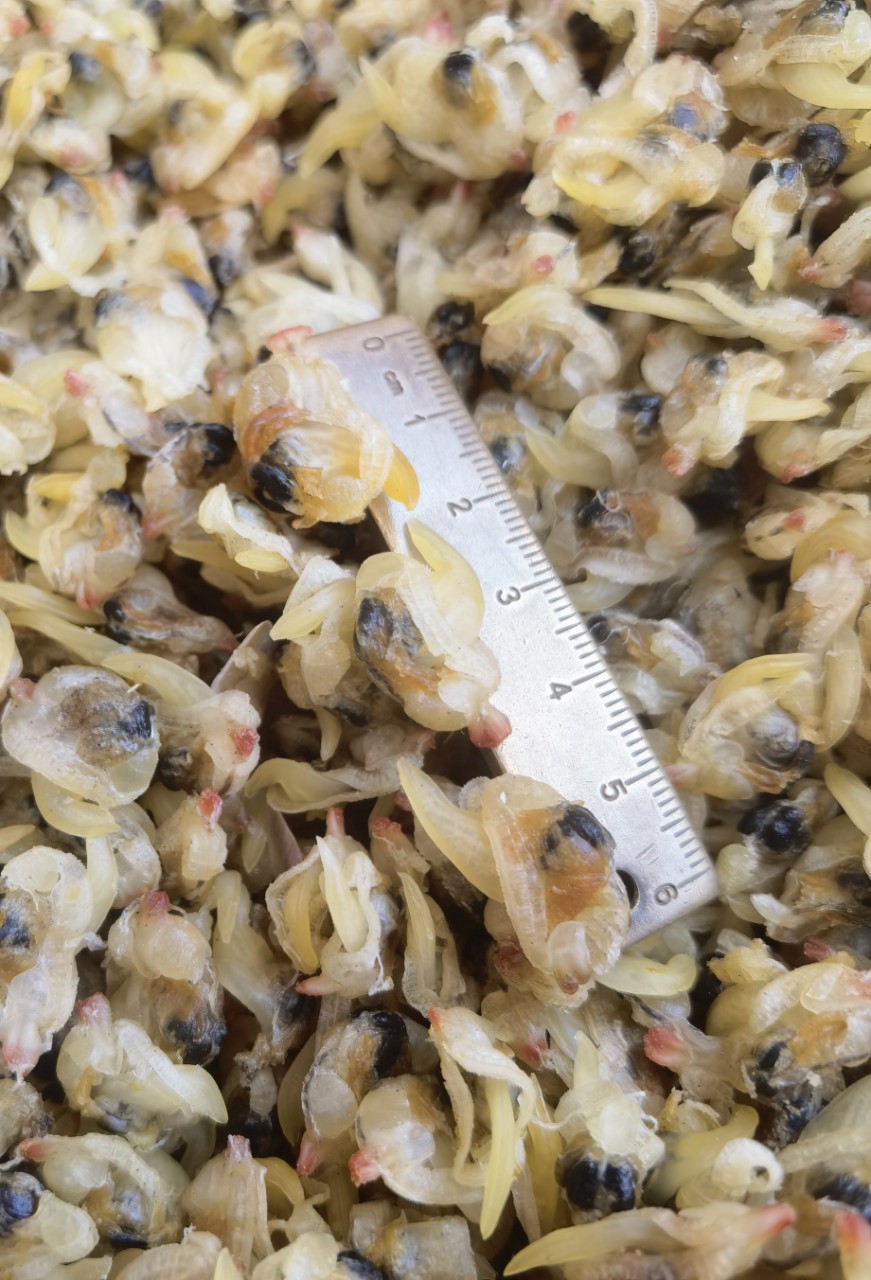 批发黄蚬子肉蛤蜊肉干花甲螺肉干贝类水产蚬子肉海鲜特产