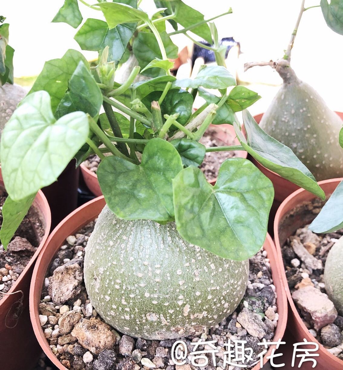 多肉植物块根断崖王子红花断崖女王龟甲龙火星人块根多肉盆栽绿植