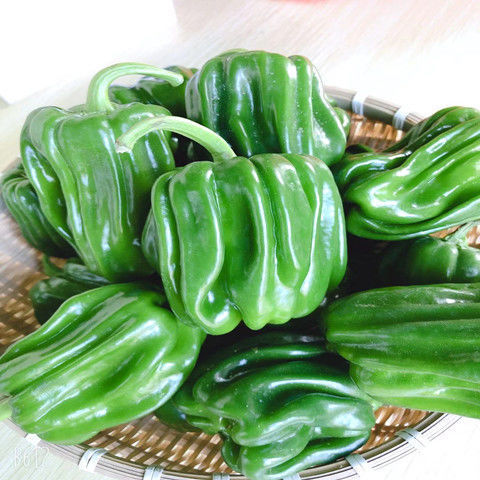 现摘现发麻辣椒圆椒新鲜蔬菜青椒清甜微辣可生吃不辣灯笼椒太空椒