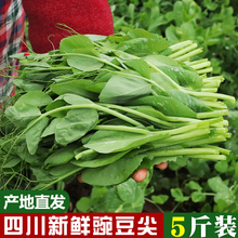 四川豌豆尖新鲜蔬菜现摘现发豌豆苗碗豆菜火锅菜露天龙须菜5斤