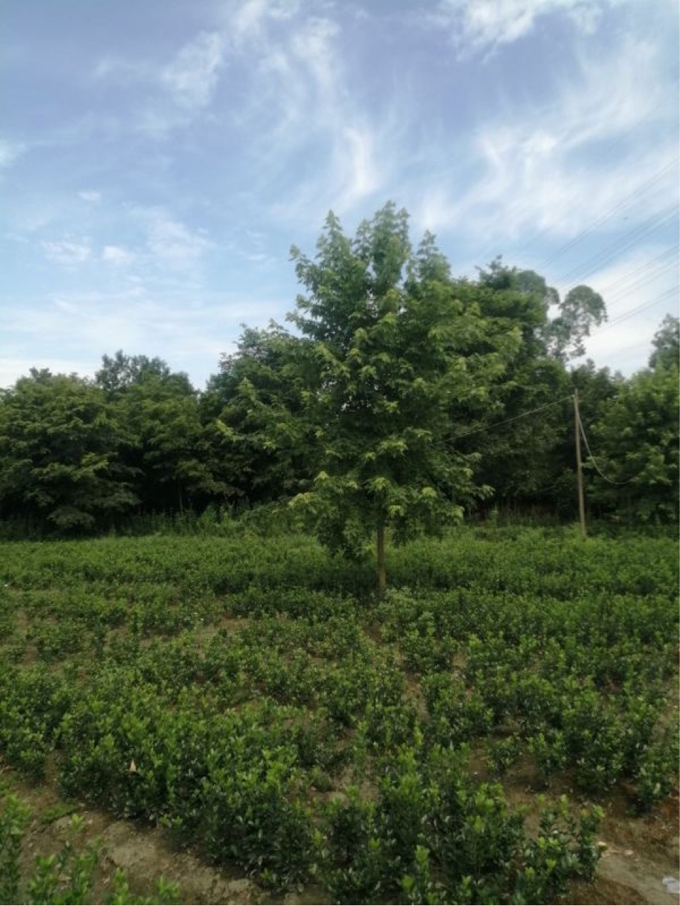 桂花树桂花造型肾蕨地被草原生圆柱形大盆栽