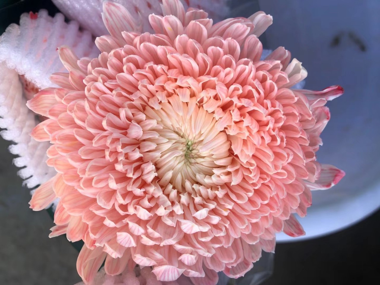 昆明牡丹花