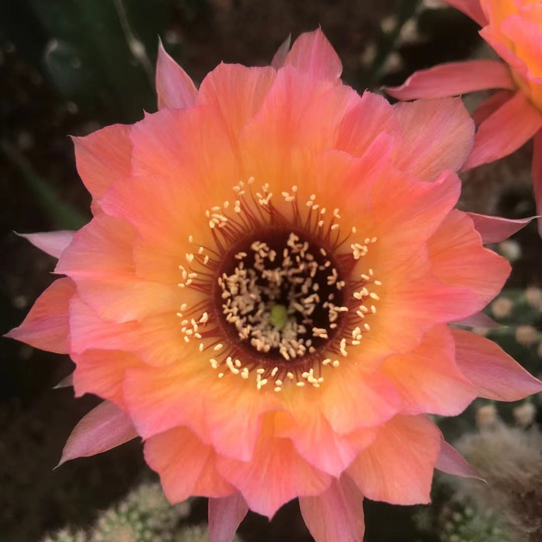 橙花黑喉丽花仙人球 出无根侧芽 3-4cm