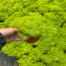 黄金佛甲草花苗过路黄草皮楼顶四季常绿耐热庭院耐寒绿化植物包邮