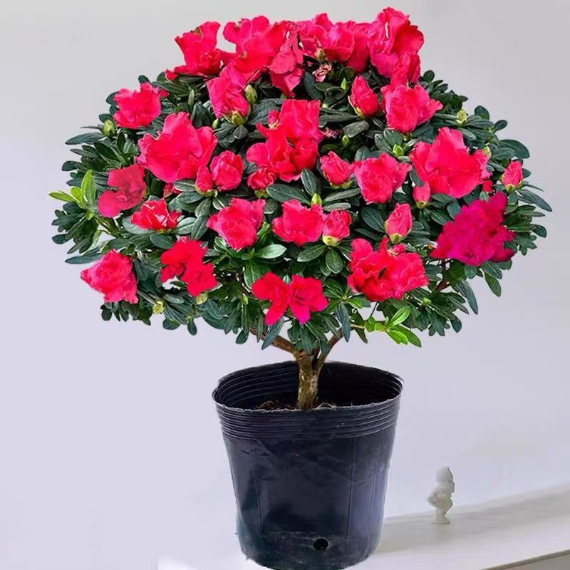 大红中国红杜鹃花老桩四季开花室内外阳台绿植盆栽好养易活带花苞