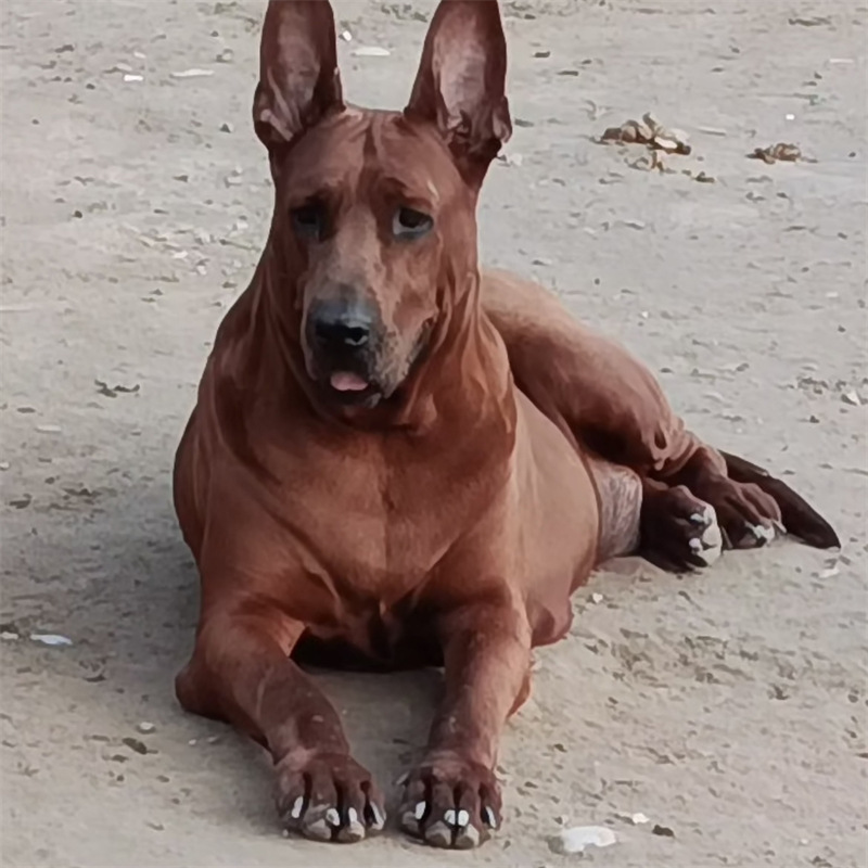 出售纯种红狼犬大型看家护院红狼犬活体幼犬红狼犬看场地果园狗狗