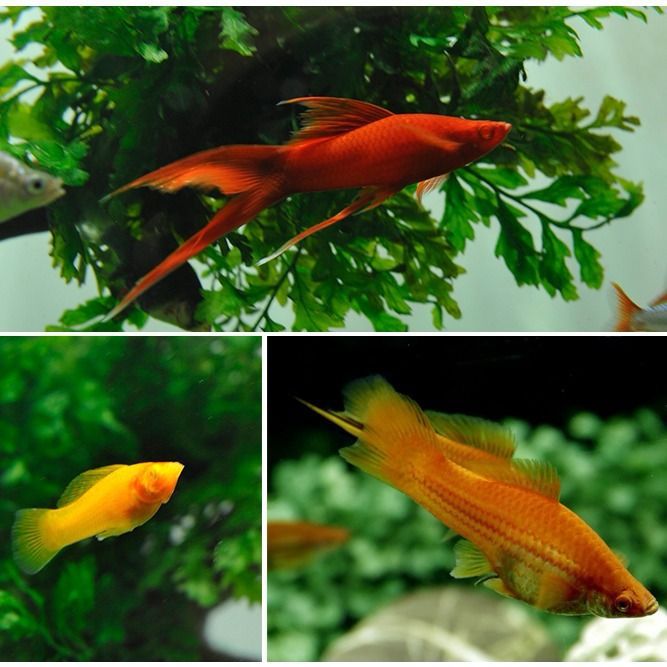 高帆红剑鱼双燕尾高鳍红箭鱼热带孔雀鱼风水发财鱼观赏鱼活体包活