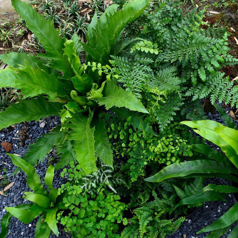 狼尾蕨鸟巢波斯顿富贵阿波银线蕨铁线蕨冬青蕨蓝星水龙骨耐阴好养