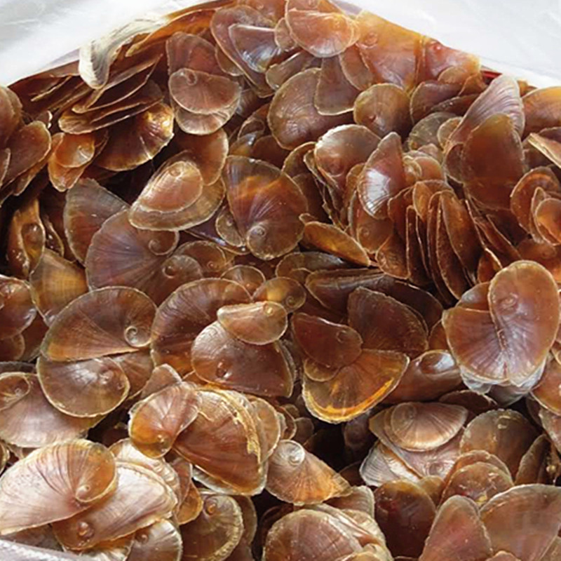 海螺盖原材料香料材料天然贝壳海螺海螺盖批发厂家直销