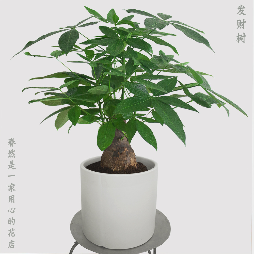 客厅 招财树发财树树桩办公室四季常青植物相似店铺>进入本店铺>厂房