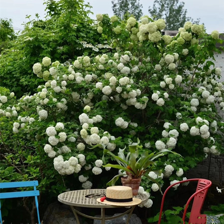 中华木绣球斗球灌木花卉别墅庭院耐寒造景木本植物盆栽苗
