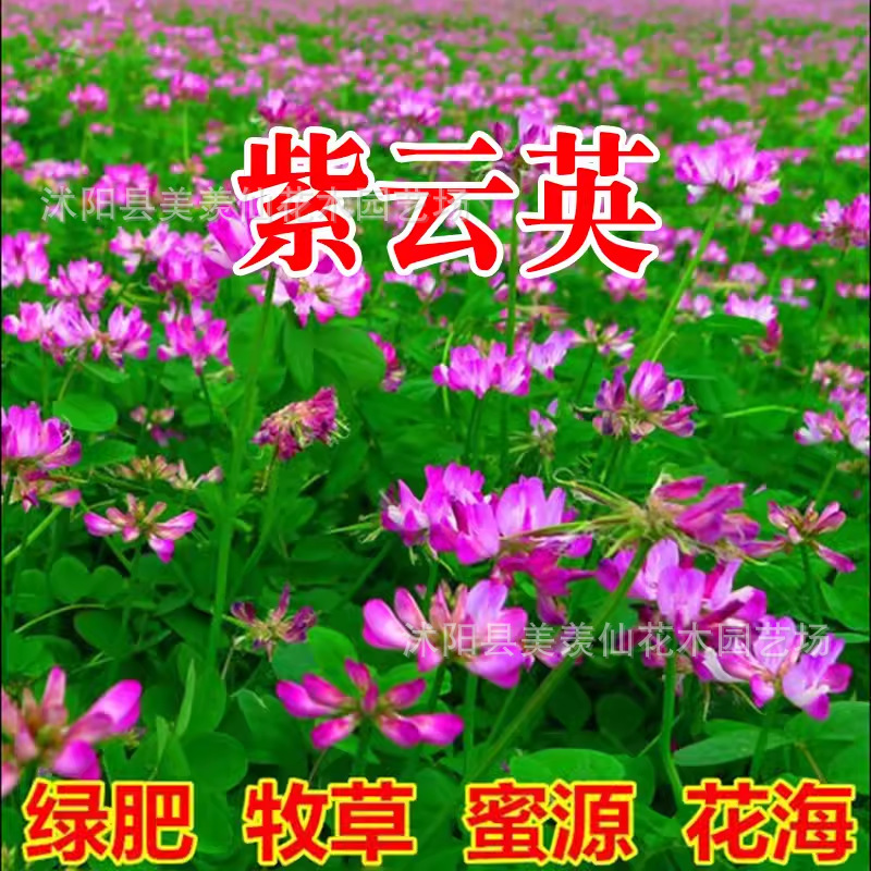 紫云英种子果园绿肥草籽紫云英红花草蜜源植物紫花苜蓿紫花苕牧草