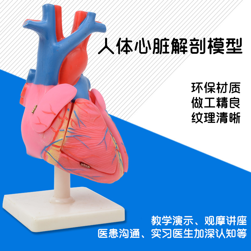 1：1 human heart anatomy model b ultrasound ultrasound heart model heart anatomy teaching model medical large heart