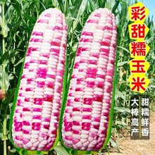 五彩甜糯玉米种子彩色水果玉米种籽粘苞米籽花糯玉米四季春秋播种
