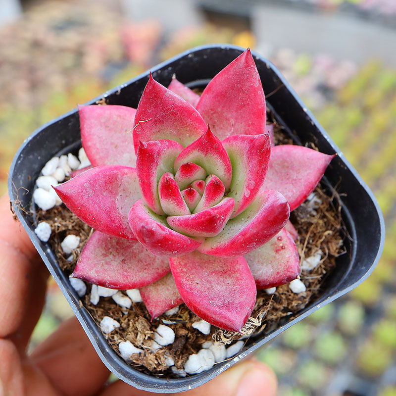 罗咔多肉植物批发室内窗台花卉绿植盆栽青州花棚含盆土发鲜花直批