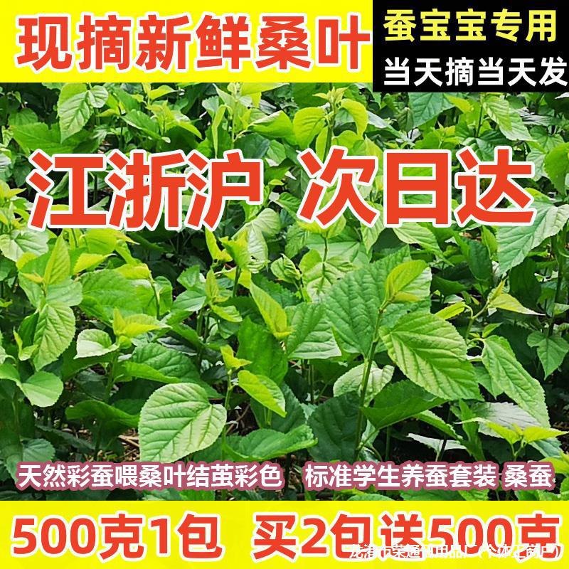 桑叶新鲜小蚕嫩桑叶蚕宝宝饲料桑叶新鲜树苗桑叶叶大农家自种蚕桑