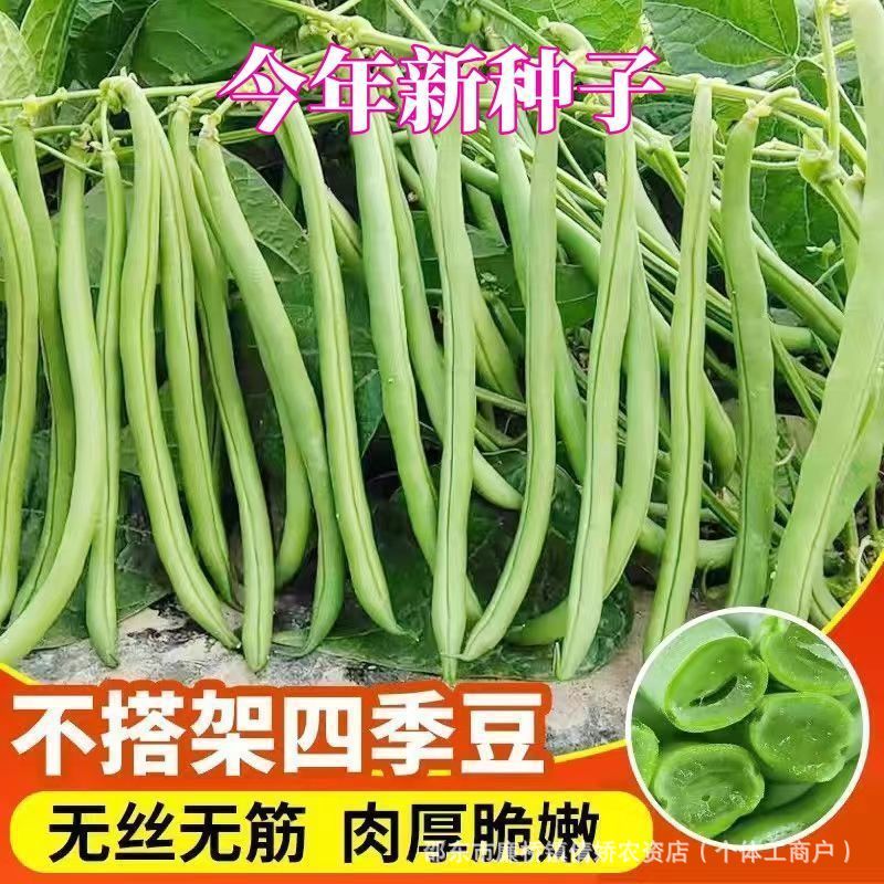 【只卖好种】无架四季豆种子无筋豆种子不用搭架春季庭院阳台菜籽